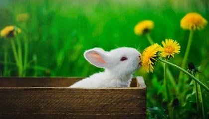 社会现象:天堂WWW资源被讽刺